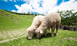 南投民宿入口網